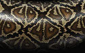 snakeskin photo mirror imaged